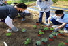 [NSP PHOTO]경북교육청, 학교텃밭 활동 프로그램 14교 선정