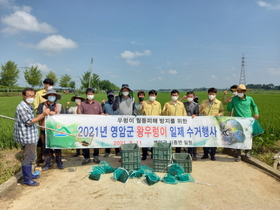 [NSP PHOTO]영암군, 월동 왕우렁이 일제수거로 생태교란 방지 기여