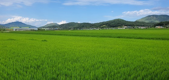 NSP통신-▲홍성군이 벼 출수기 전후 철저한 병해충 종합방제를 당부했다. (홍성군)