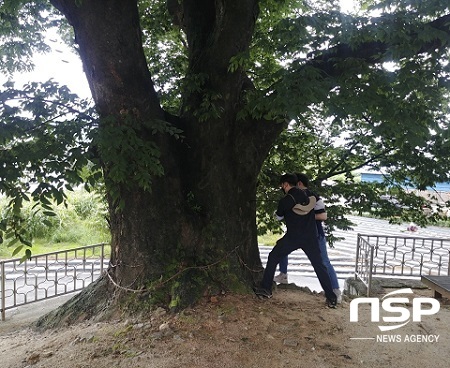 [NSP PHOTO]장수군, 마을 지키는 보호수·노거수 일제 방제작업