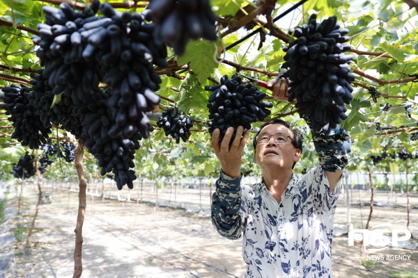 NSP통신- (보성군)