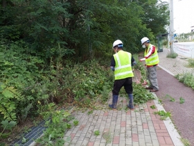 [NSP PHOTO]오산시, 생태계 교란 야생식물 환삼덩굴 퇴치 총력