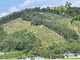 [NSP PHOTO]장흥군, 건강한 산림자원 육성 위한 조림지 풀베기 사업 추진