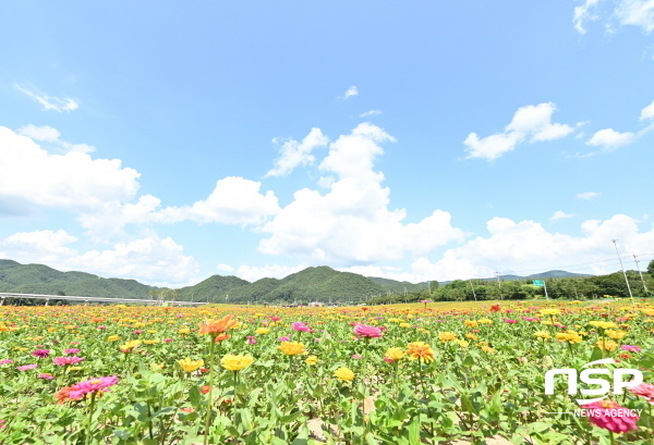 NSP통신-청송군은 전국 최대 규모의 백일홍 화원인 산소카페 청송정원이 오는 9월 1일 공식 개장한다고 밝혔다. (청송군)