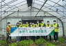 [NSP PHOTO]NH저축은행, 경기 연천 배추농가 일손돕기 실시