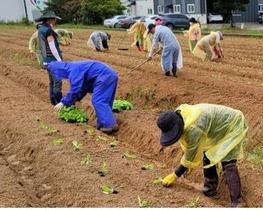 [NSP PHOTO]북광주농협, 사랑의 김장김치 나눔행사 위한 배추 모종 3200 포기 정식 실시