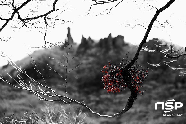 한라산 붉은겨우살이 전시 작품 사진