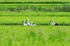 [NSP PHOTO]예산군, 야생 방사 황새 GPS 발신기 모니터링