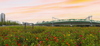 [NSP PHOTO][사진속이야기] 오산대역 코스모스 꽃길서 가을 정취 만끽