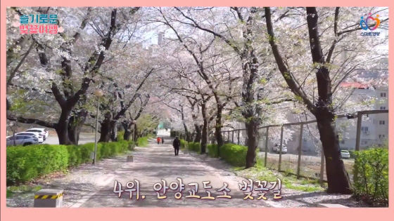 NSP통신-랜선으로 즐기는 슬기로운 벚꽃여행 가운데 안양교도소 벚꽃길. (안양시)