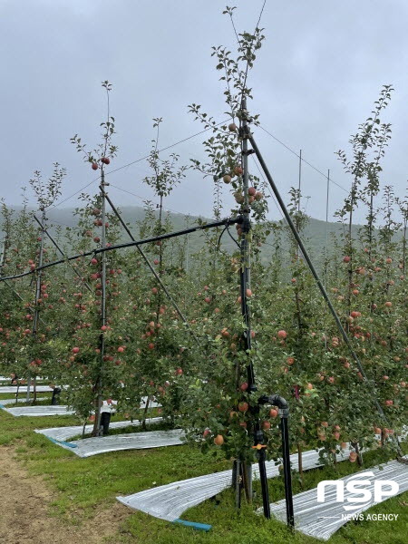 NSP통신-경상북도는 농림축산식품부 공모로 추진된 2022년 과실전문생산단지 조성사업에 전국 최다인 12개 지구가 신규 선정돼 2년간 총사업비 212억 원(국비 170억원)을 확보했다고 6일 밝혔다. (경상북도)