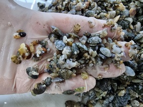 [NSP PHOTO]경기도, 어린 바지락·가무락조개·갯지렁이 355만 마리 연안 갯벌 방류