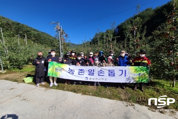 NSP통신-봉화군 봉성면은 18일 본격적인 가을철 수확기를 맞아 일손을 구하지 못해 어려움을 겪고 있는 우곡1리 과수농가를 방문해 사과따기 일손돕기에 나섰다. (봉화군)