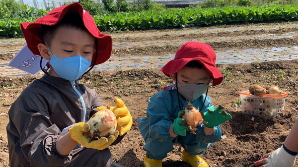 NSP통신-땅속 보물찾기 탐험대 프로그램에 참가한 어린이들이 채소를 수확하고 있다. (대구가톨릭대 영천시어린이급식관리지원센터)