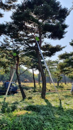 NSP통신-관계자들이 노송 지대에서 수형조절 공사를 하고 있다. (수원시)