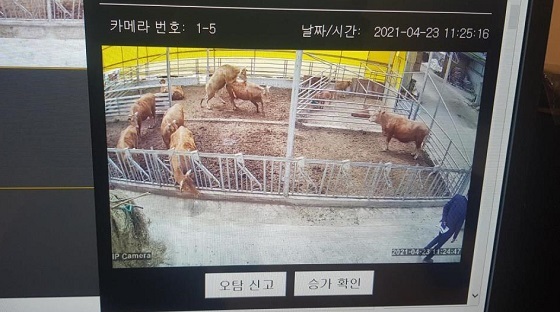 NSP통신-▲천안시가 한우 발정탐지시스템 기술보급 시범사업을 추진한다. (천안시)