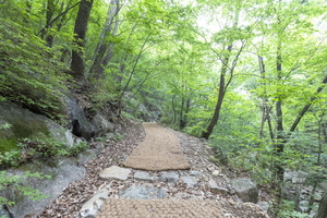 [NSP PHOTO]광양시 백운산 등산로 6코스, 걷고 싶은 전남숲길 선정