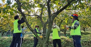 [NSP PHOTO]전남농협, 농촌 일손 돕기 전개