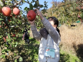 [NSP PHOTO]의성군, 도시민 초청으로 친환경농산물 우수성 홍보