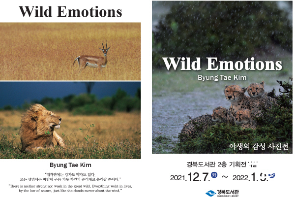 NSP통신-경북도서관은 사진작가 김병태의 야생의 감성 Wild Emotions 사진전을 오는 7일부터 내달 9일까지 5주간 경북도서관 2층 기획전시실에서 개최한다고 밝혔다. (경상북도)