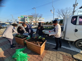 [NSP PHOTO]영암군 영암읍, 가로화단 및 화분에 겨울팬지와 꽃양배추 식재