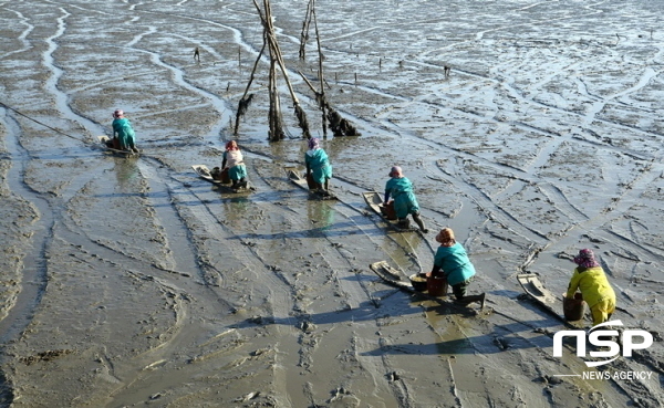 NSP통신- (보성군)