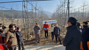 [NSP PHOTO]영양군, 겨울철 사과 수형관리 기술교육 실시