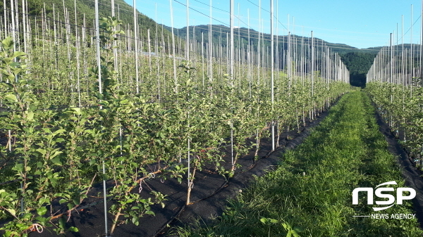 NSP통신-봉화군은 오는 28일까지 2022년 과수분야 시범 및 지원사업 신청을 받는다. (봉화군)