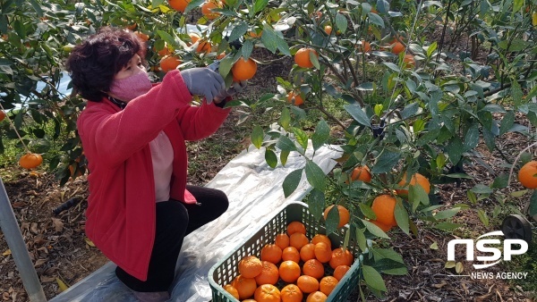 NSP통신-강진군의 한 농민이 레드향을 수확하고 있다. (강진군)