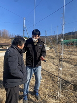 [NSP PHOTO]예천군 농업기술센터, 피크닉 사과 겨울철 관리 컨설팅 진행