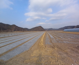 [NSP PHOTO]안동시, 마늘·양파 농업인 대상 병해충 관리 주의 당부