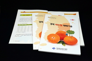 [NSP PHOTO]경북농기원, 인기 감귤 레드향 재배기술 매뉴얼 개발