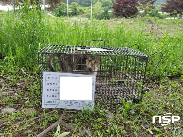 NSP통신-영양군은 14일부터 오는 3월 4일까지 길고양이 개체 수 증가에 따른 번식기 소음 및 민원 발생원을 최소화하고자 관내 6개 읍·면을 대상으로 길고양이 중성화 수술 사업 사전 신청을 받는다. (영양군)