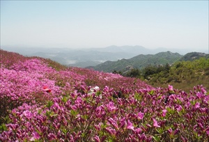 [NSP PHOTO]광양시, 구봉산 일원 산철쭉군락지 조성 착수