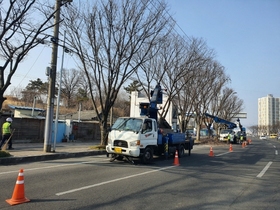 [NSP PHOTO]경산시, 가로수 가지치기 공사 시행