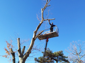 [NSP PHOTO]청송군, 생활권 주변 재해위험목 정비 나서