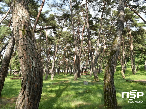 NSP통신-청송군은 기후변화에 대응하고 국가 온실가스 감축정책에 기여하기 위한 2022년 산림정책 계획을 발표했다. (청송군)