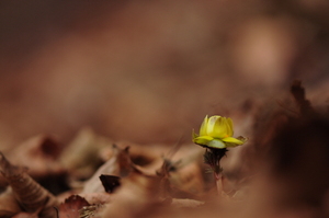 [NSP PHOTO]경주 대본지구에 봄의 전령사 복수초 개화