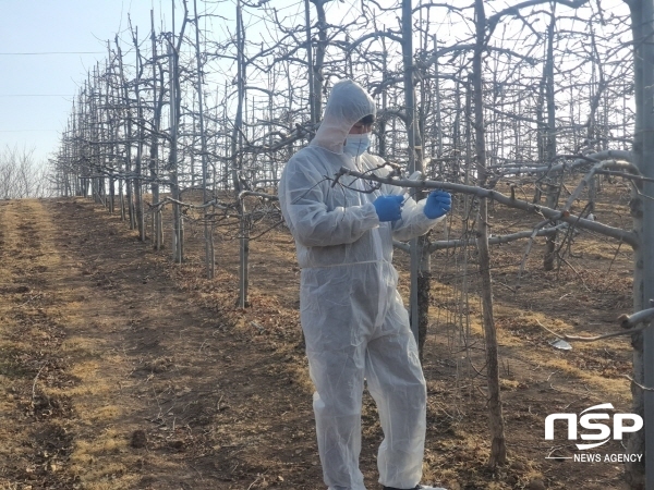 NSP통신-영양군농업기술센터는 오는 23일까지 관내 6개 읍·면을 대상으로 갈색날개매미충과 미국선녀벌레 등 농림지 돌발해충 월동난 예찰조사에 나선다. (영양군)