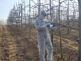 [NSP PHOTO]영양군농업기술센터, 2022년 농림지 돌발해충 월동난 예찰 실시