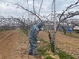 [NSP PHOTO]완주군, 과수화상병 방제약제 공급 완료...적기 방제를