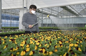 [NSP PHOTO]장수군, 아름다운 시가지 조성을 위한 꽃묘 본격 공급