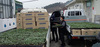 [NSP PHOTO]원주시농업기술센터, 국내 육성 고구마 무병묘 분양 완료