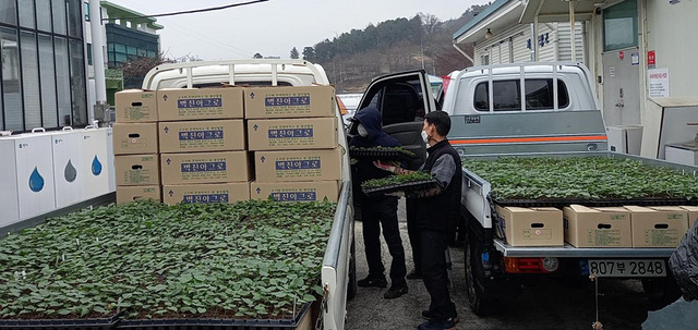 NSP통신-원주시농업기술센터가 거점 육묘 농가 대상으로 고구마 무병묘 품종을 분양하기 위해 이동하고 있다. (원주시)