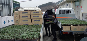 [NSP PHOTO]원주시농업기술센터, 국내 육성 고구마 무병묘 분양 완료