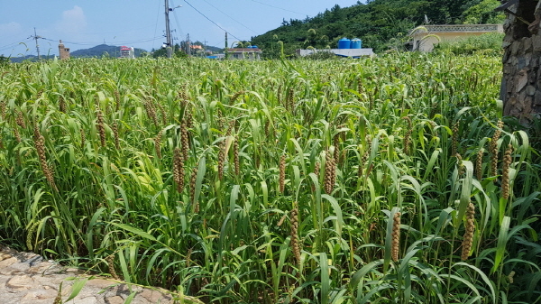 NSP통신-신안군 흑산면 철새 먹이 공급 수수 재배지 (신안군)