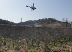 [NSP PHOTO]예산군, 사과·배 방치과원 드론 방제작업 실시