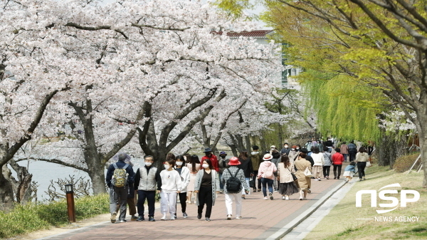 NSP통신-경상북도문화관광공사는 보문단지 봄맞이 관광객 수용태세 확립을 위해 벚나무 100주를 새롭게 식재해 앞으로도 우리나라 대표 벚꽃 명소의 명맥을 이어나겠다고 밝혔다. (경상북도문화관광공사)