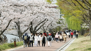 [NSP PHOTO]경북문화관광공사, 보문관광단지 벚나무 100그루 식재...상춘객 맞이 준비 완료