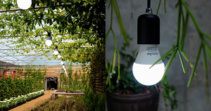 [NSP PHOTO]서울반도체, 제주도 보롬왓서 식물 생장용 빛 체험 공간 오픈